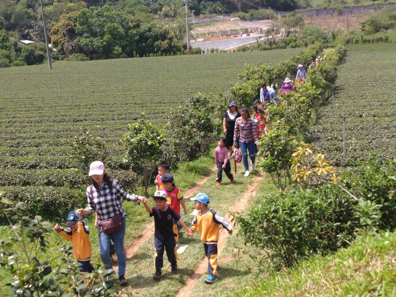 太平國小至 佳芳茶園 戶外教學活動